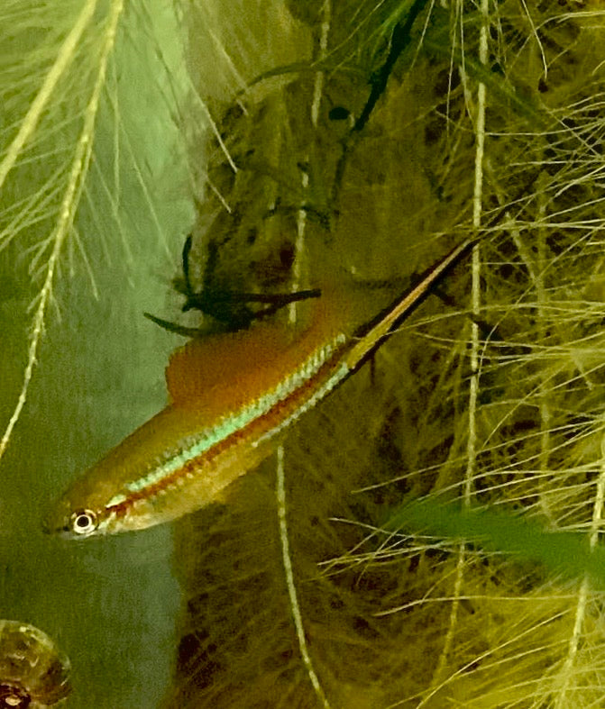 X. Helleri,  Neon Swordtail