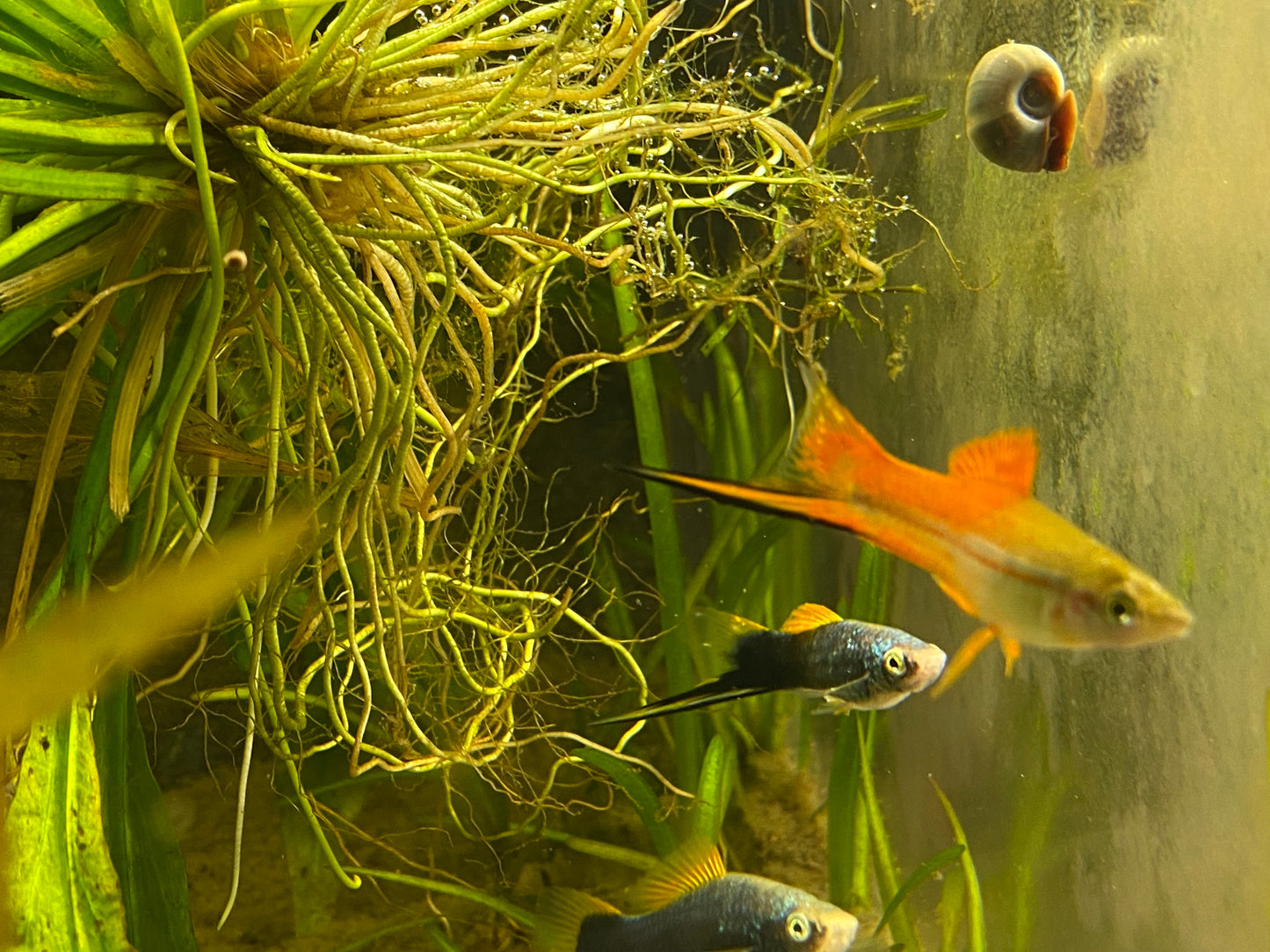X. Helleri,  Neon Swordtail