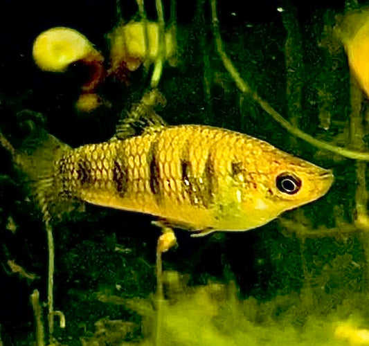 (Critically Endangered)  Tiger Limia (Limia islai)