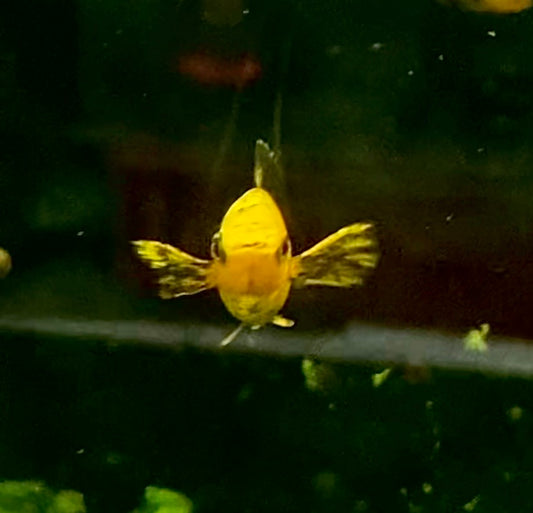 Gold Dust Lyretail Molly
