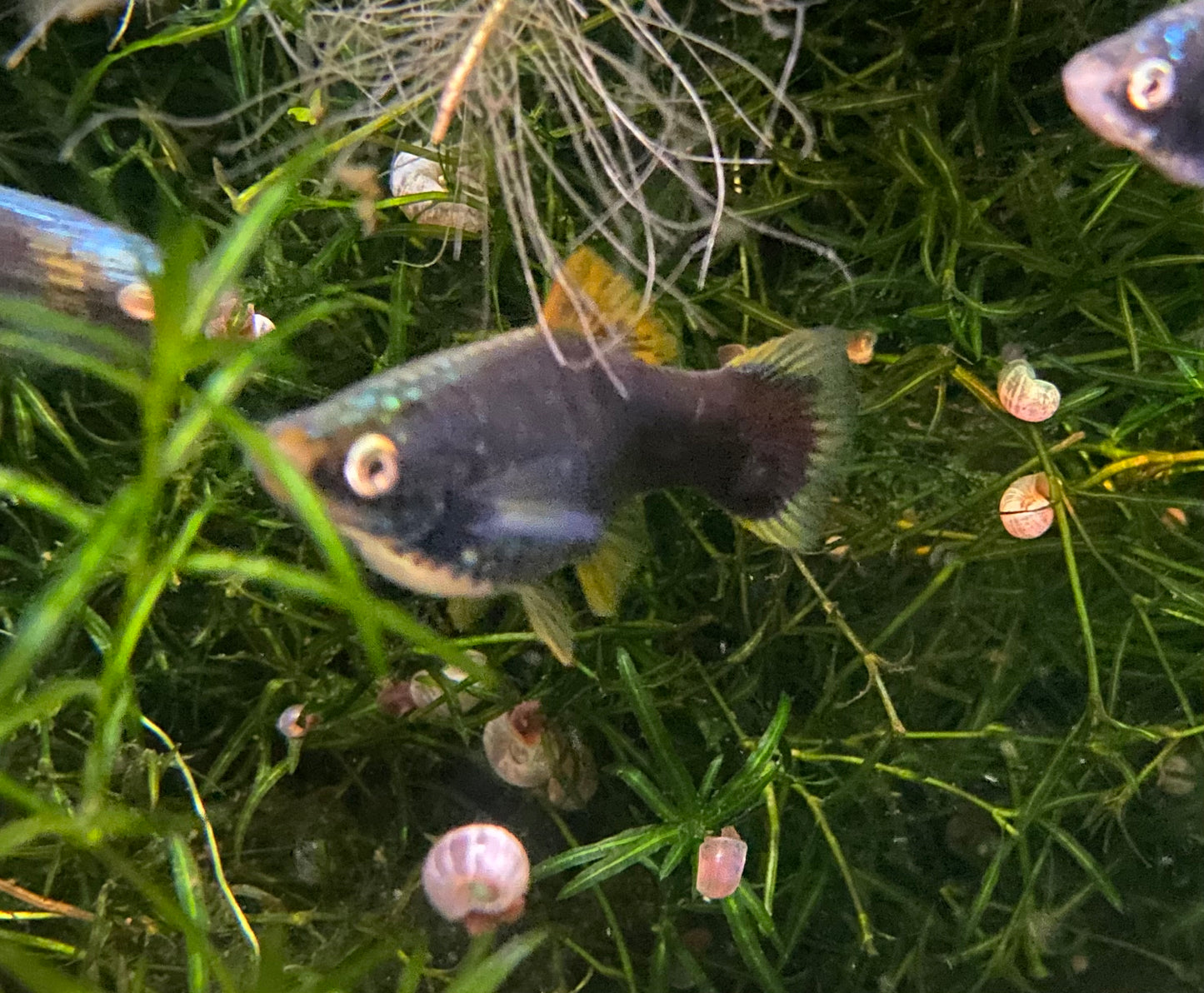 X. Helleri,  Black Swordtail