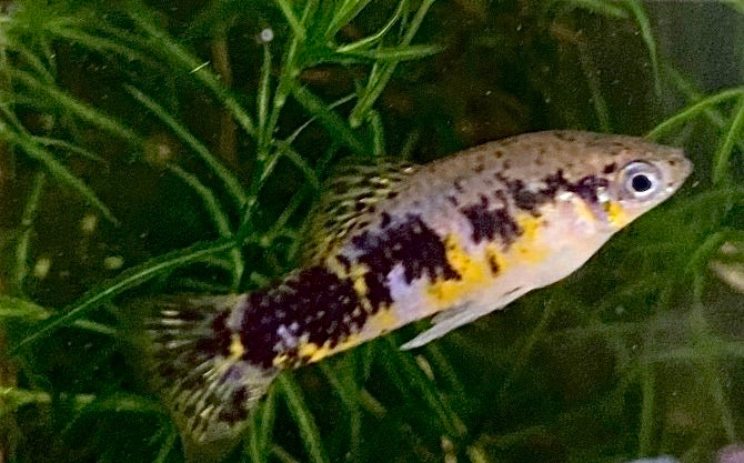 Cuban Banded Limia,  Limia vittata