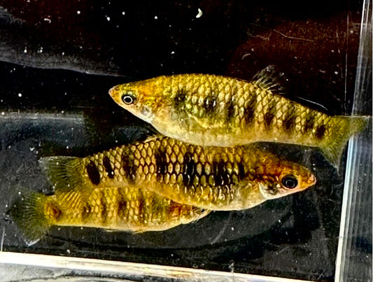 (Critically Endangered)  Tiger Limia (Limia islai)