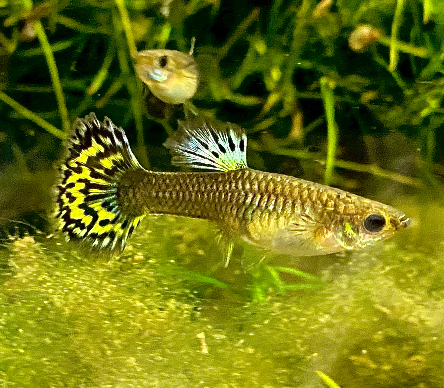Fancy Dragon Mosaic Guppy