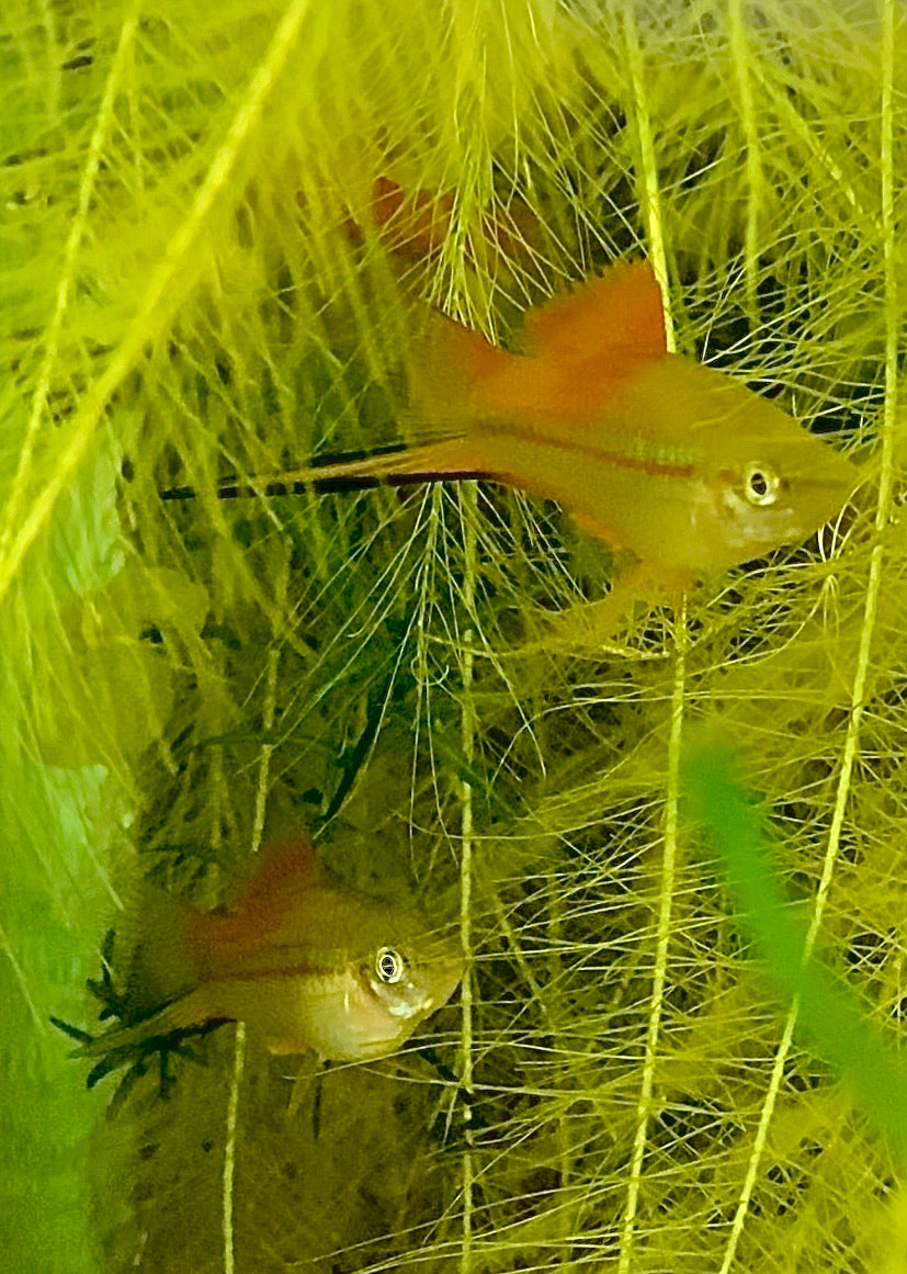 X. Helleri,  Neon Swordtail