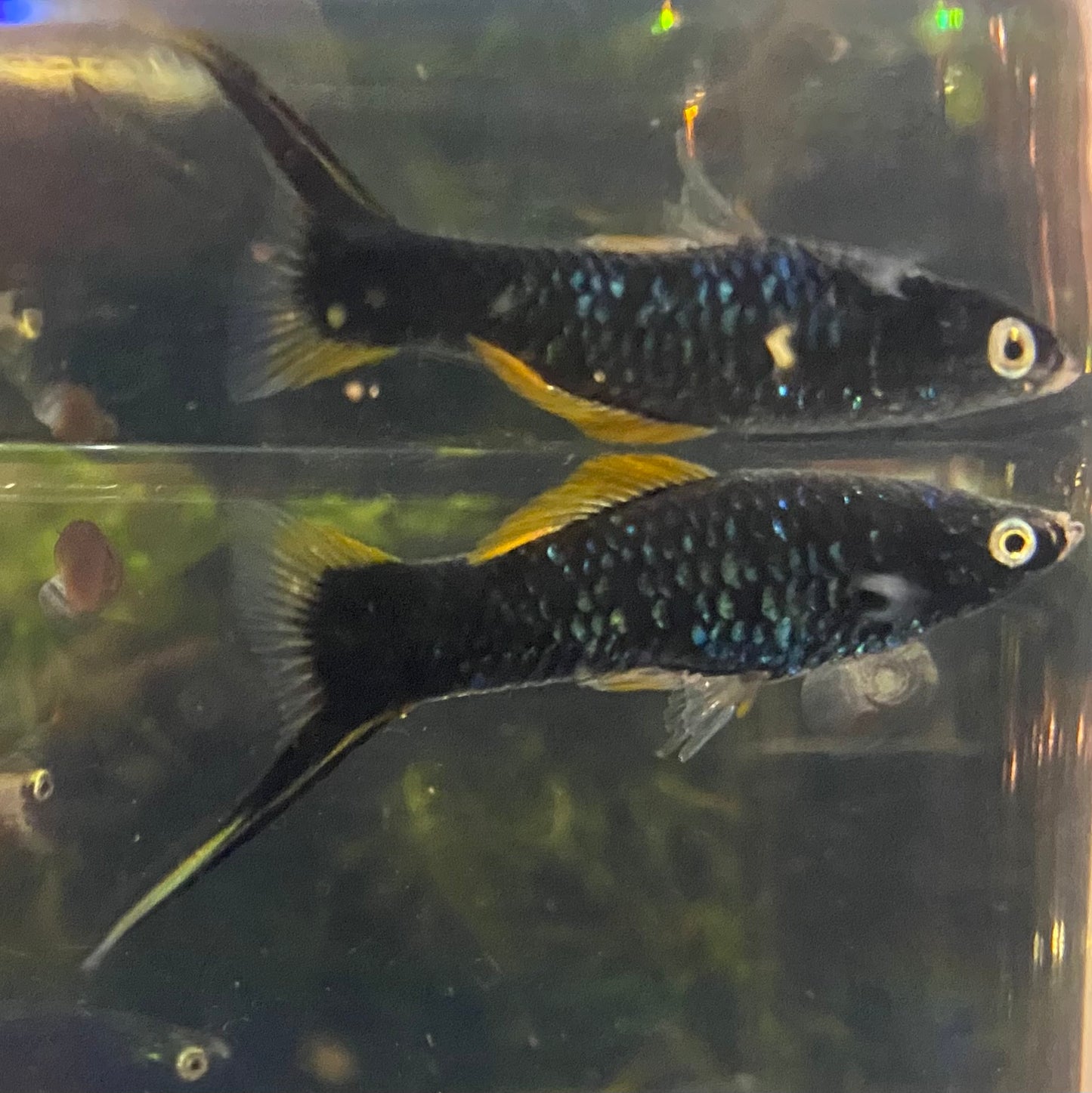 X. Helleri,  Black Swordtail