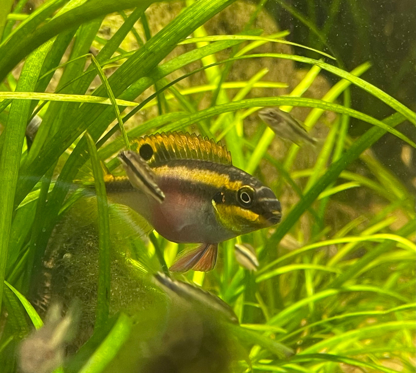 F2 Kribensis,  Pelvicachromis pulcher