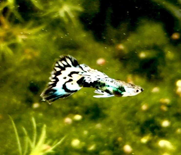 Fancy Dragon Mosaic Guppy