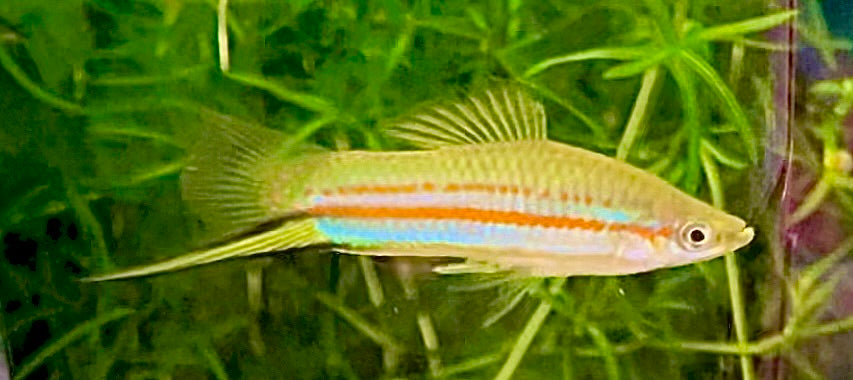 (Threatened),  X. Clemencia, Yellow Swordtail