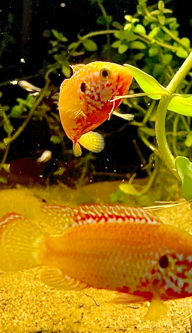 Golden Turquoise Jewel Cichlids