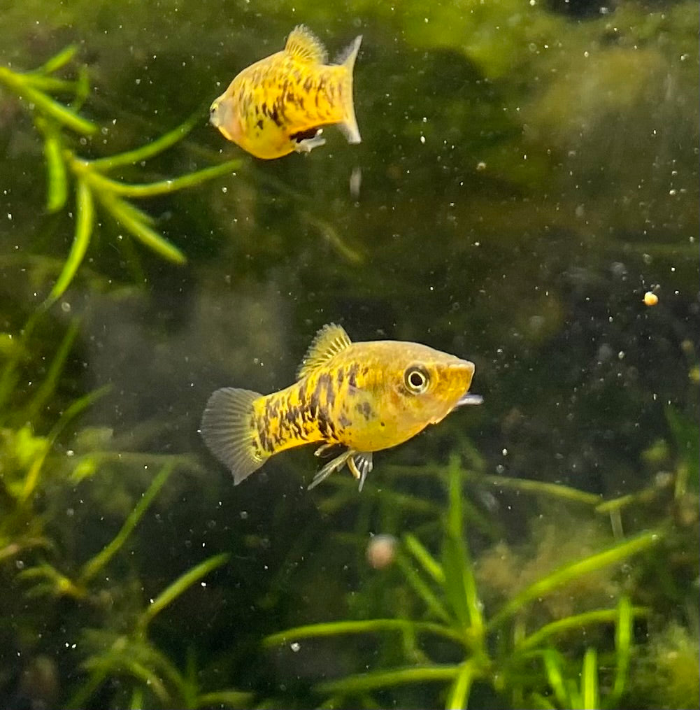 Catemaco livebearer, Xiphophorus melleri