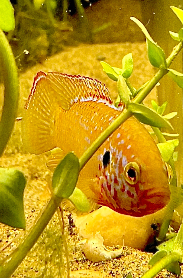 Golden Turquoise Jewel Cichlids