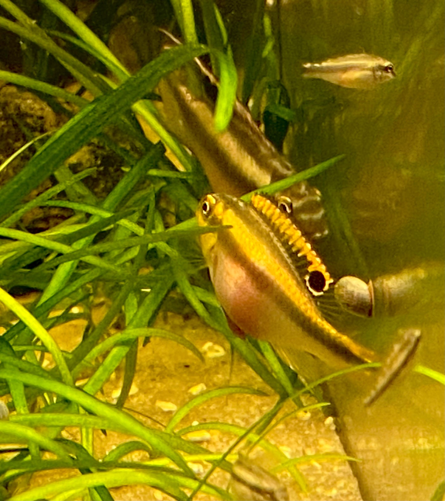 F2 Kribensis,  Pelvicachromis pulcher