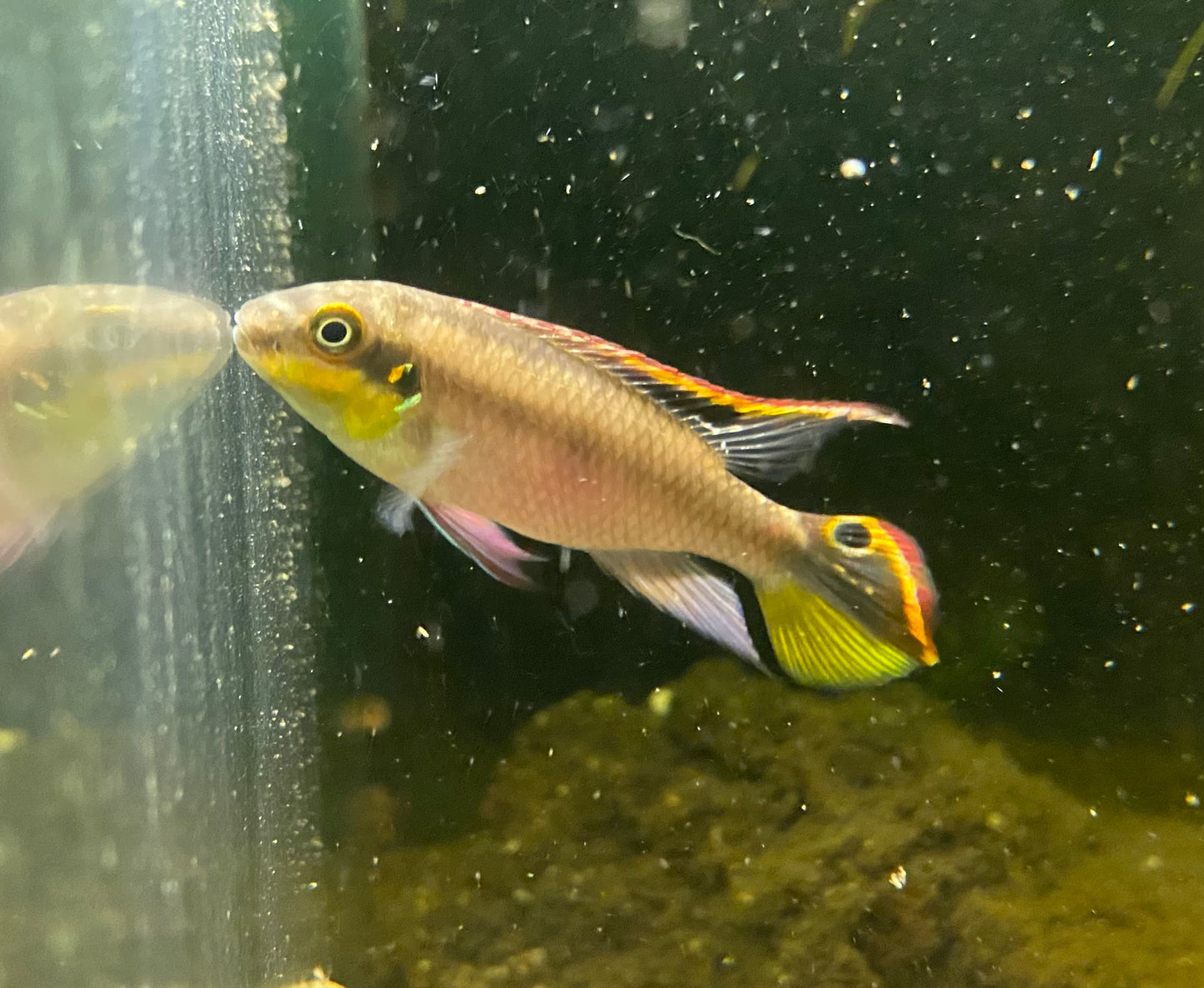 F2 Kribensis,  Pelvicachromis pulcher