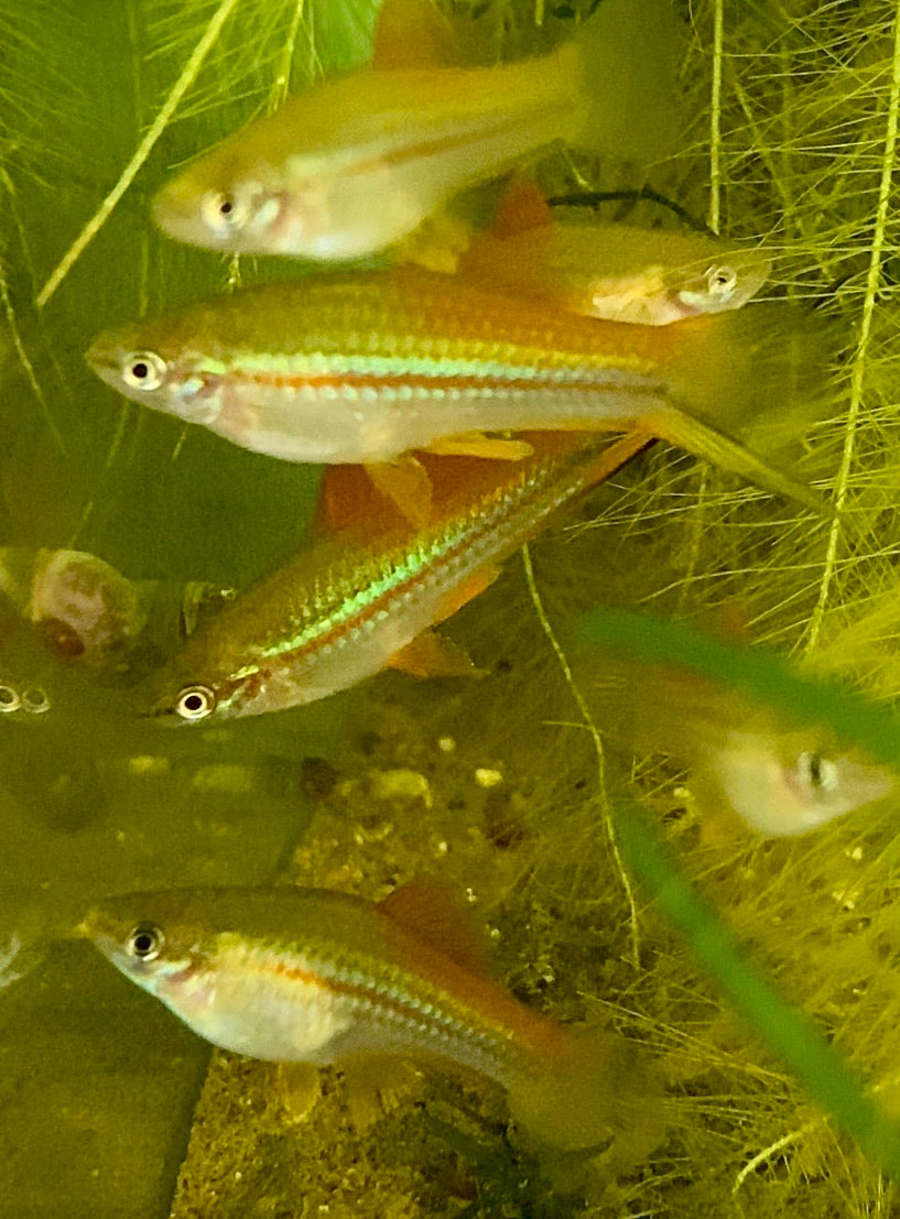 X. Helleri,  Neon Swordtail