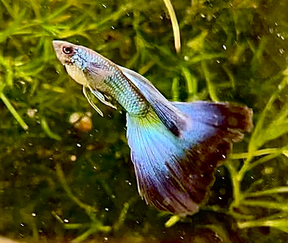 Blue / Green Moscow Delta