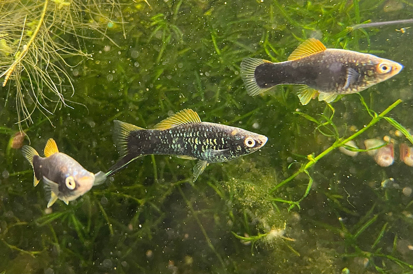 X. Helleri,  Black Swordtail