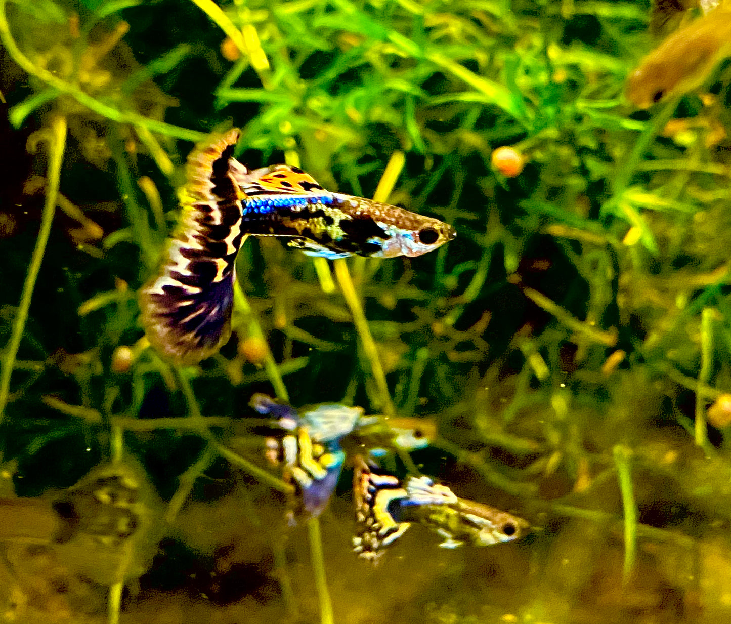Fancy Dragon Mosaic Guppy