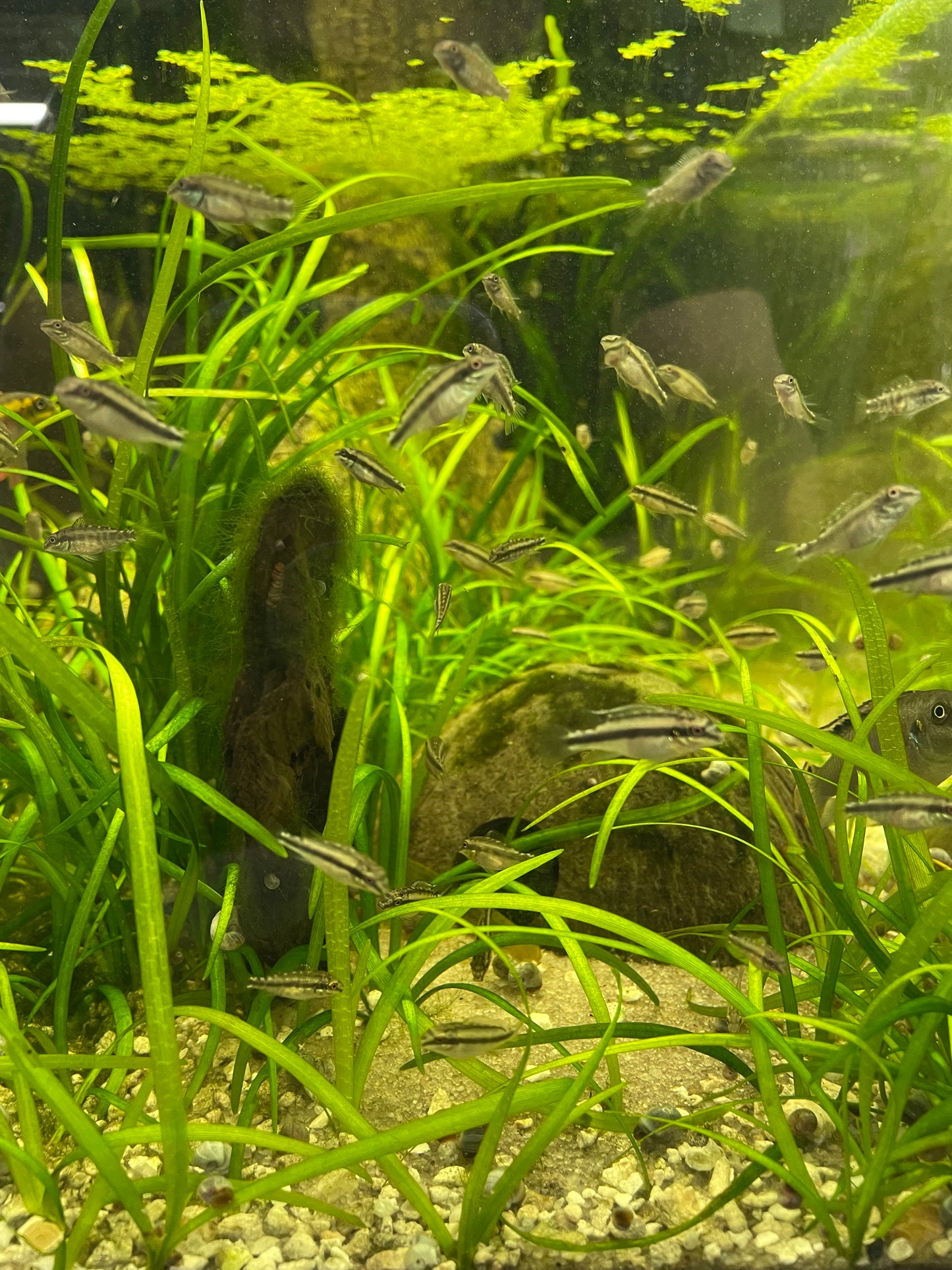 F2 Kribensis,  Pelvicachromis pulcher