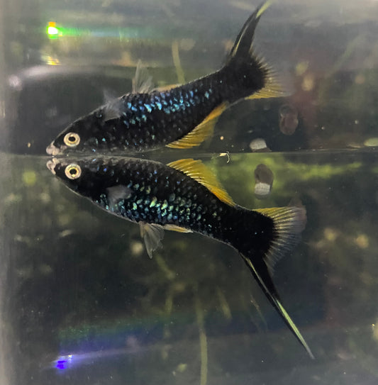 X. Helleri,  Black Swordtail