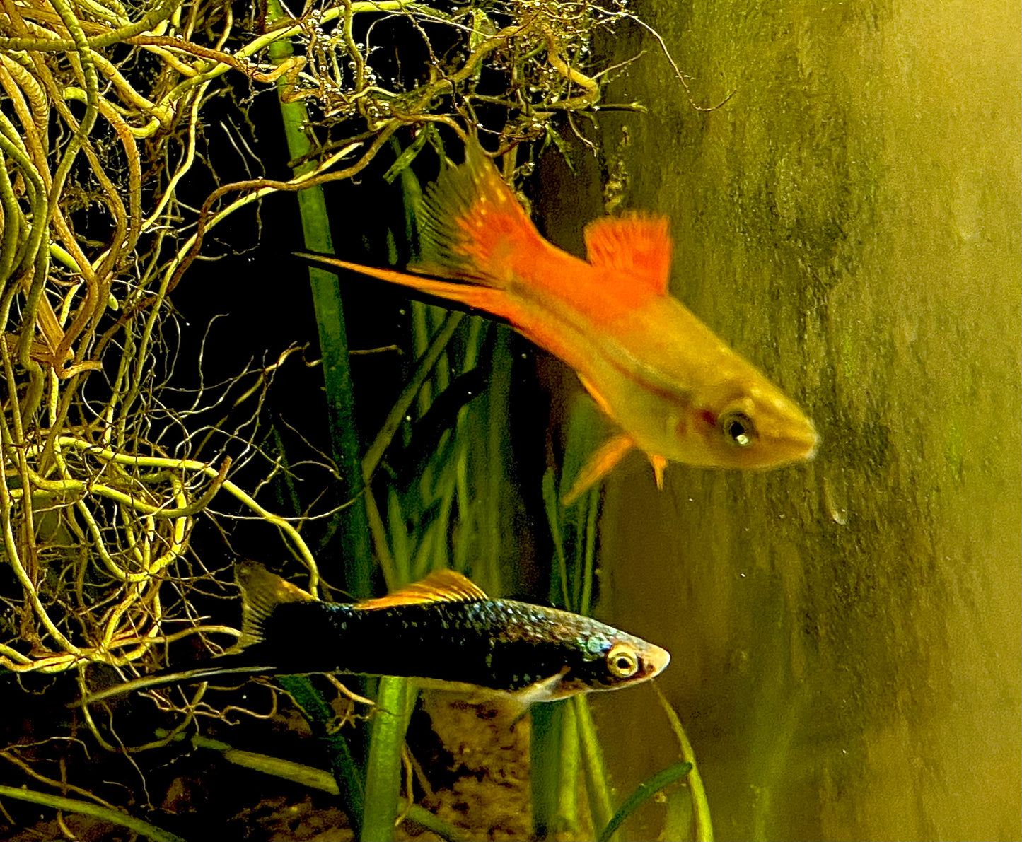 X. Helleri,  Neon Swordtail