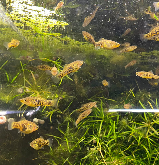 Catemaco livebearer, Xiphophorus melleri