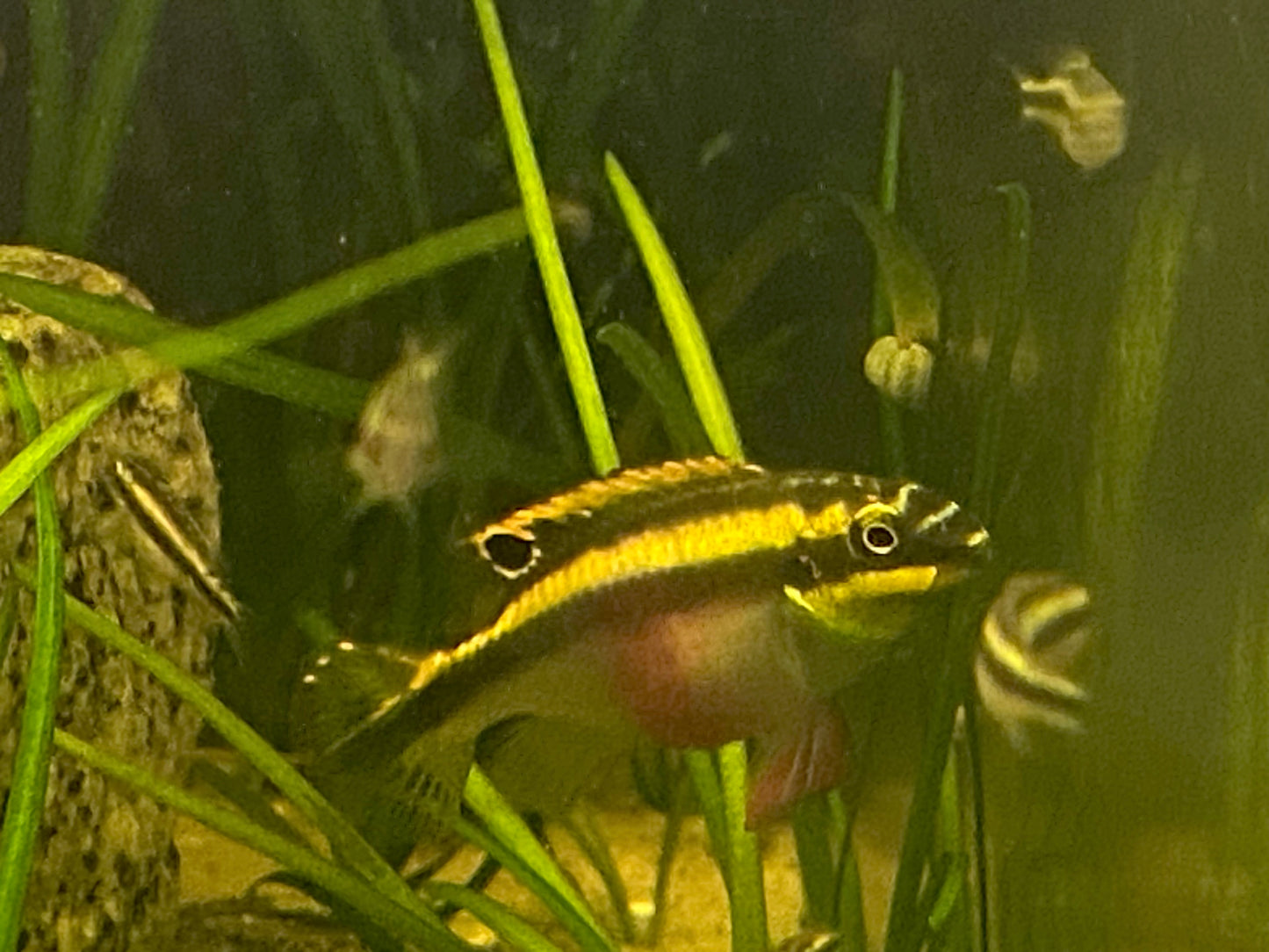F2 Kribensis,  Pelvicachromis pulcher