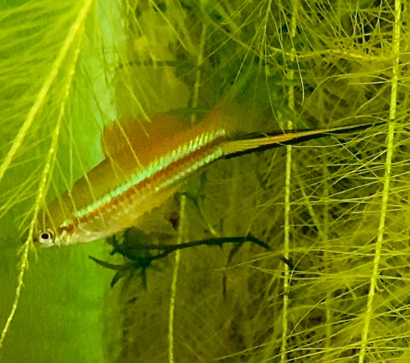 X. Helleri,  Neon Swordtail