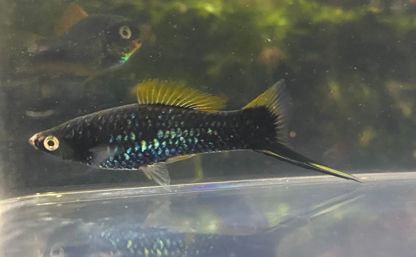 X. Helleri,  Black Swordtail
