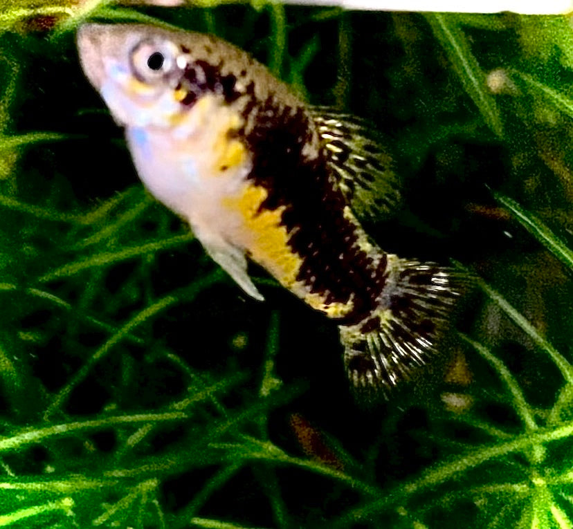Cuban Banded Limia,  Limia vittata