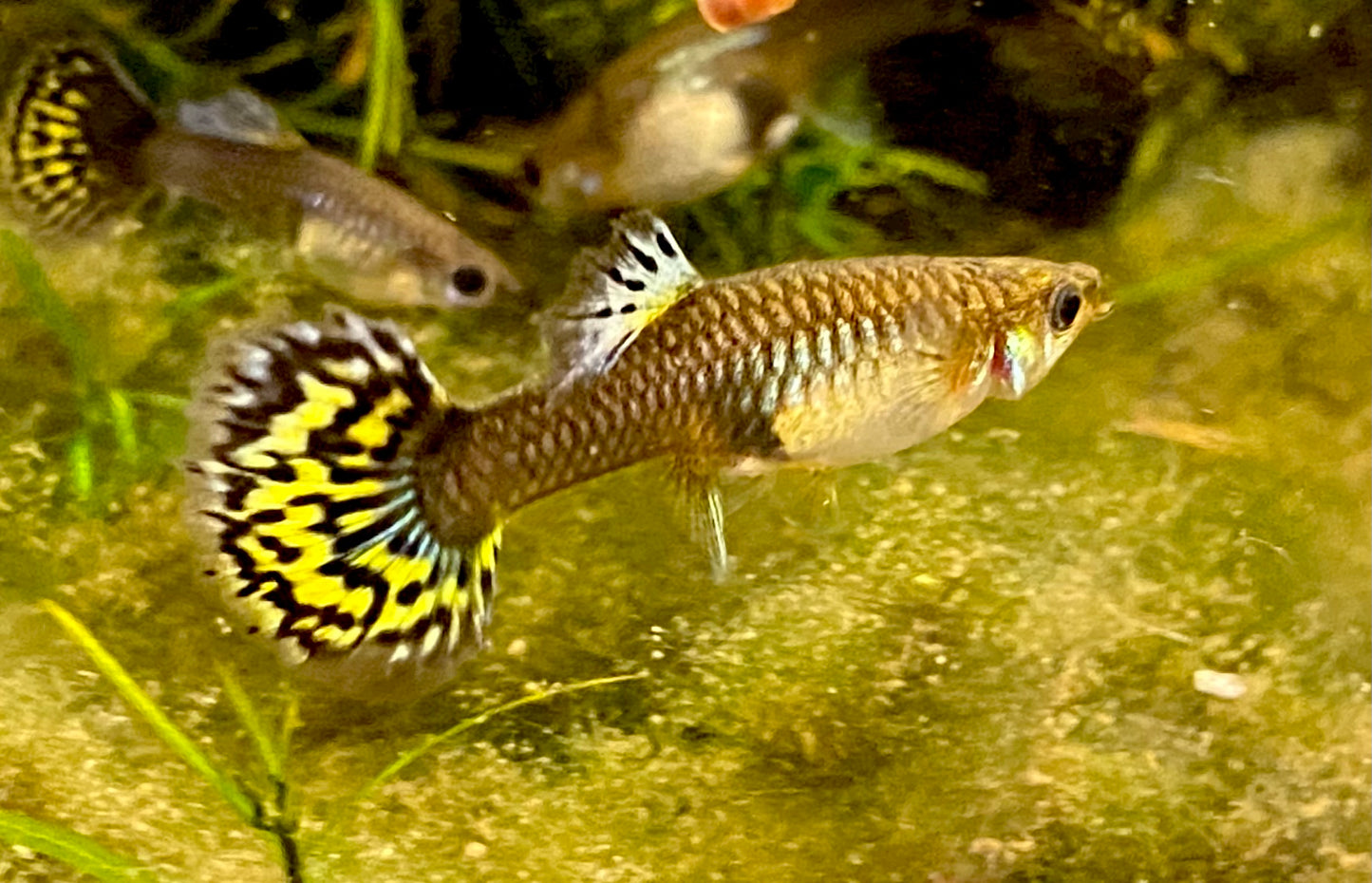 Fancy Dragon Mosaic Guppy