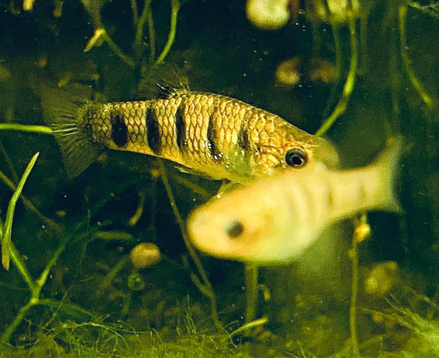 (Critically Endangered)  Tiger Limia (Limia islai)