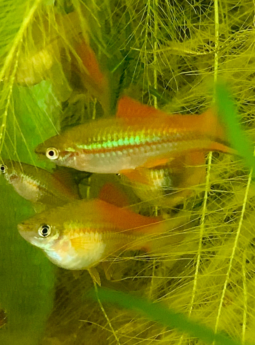 X. Helleri,  Neon Swordtail