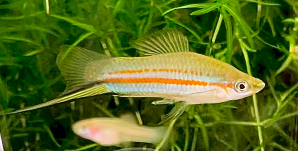 (Threatened),  X. Clemencia, Yellow Swordtail
