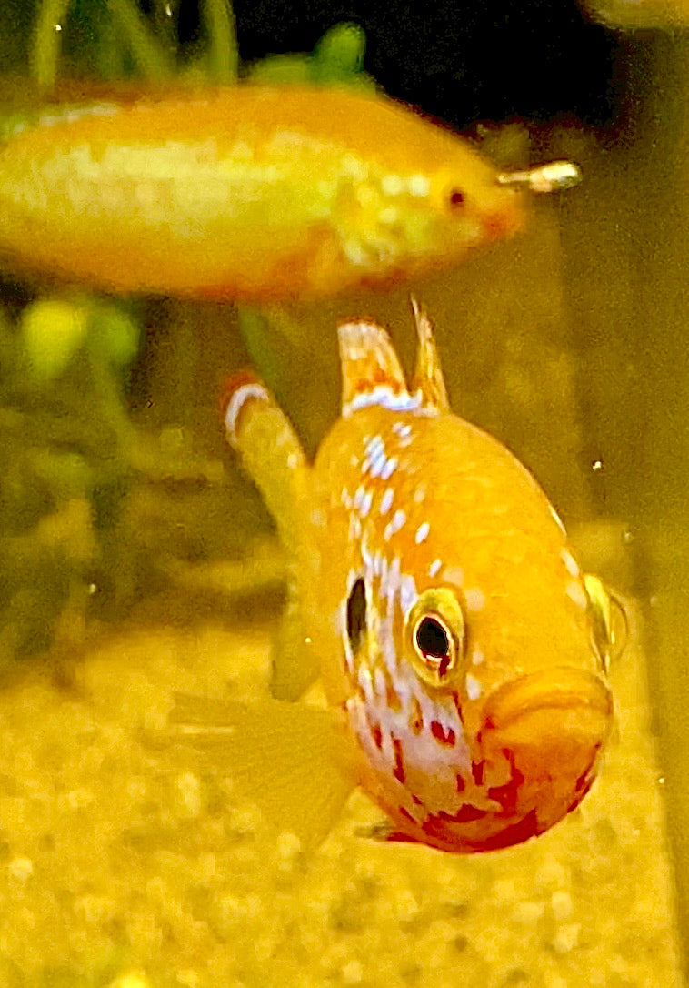 Golden Turquoise Jewel Cichlids