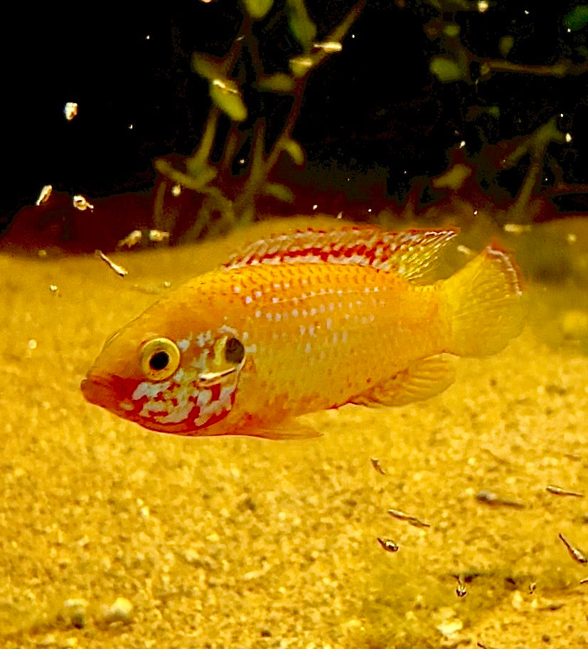 Golden Turquoise Jewel Cichlids