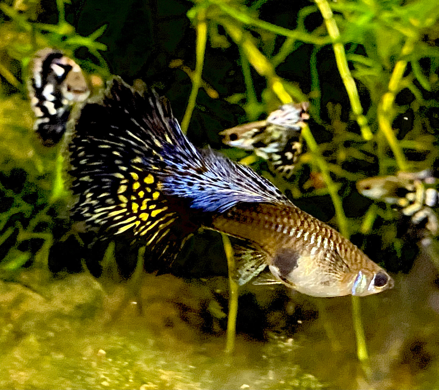 Fancy Dragon Mosaic Guppy