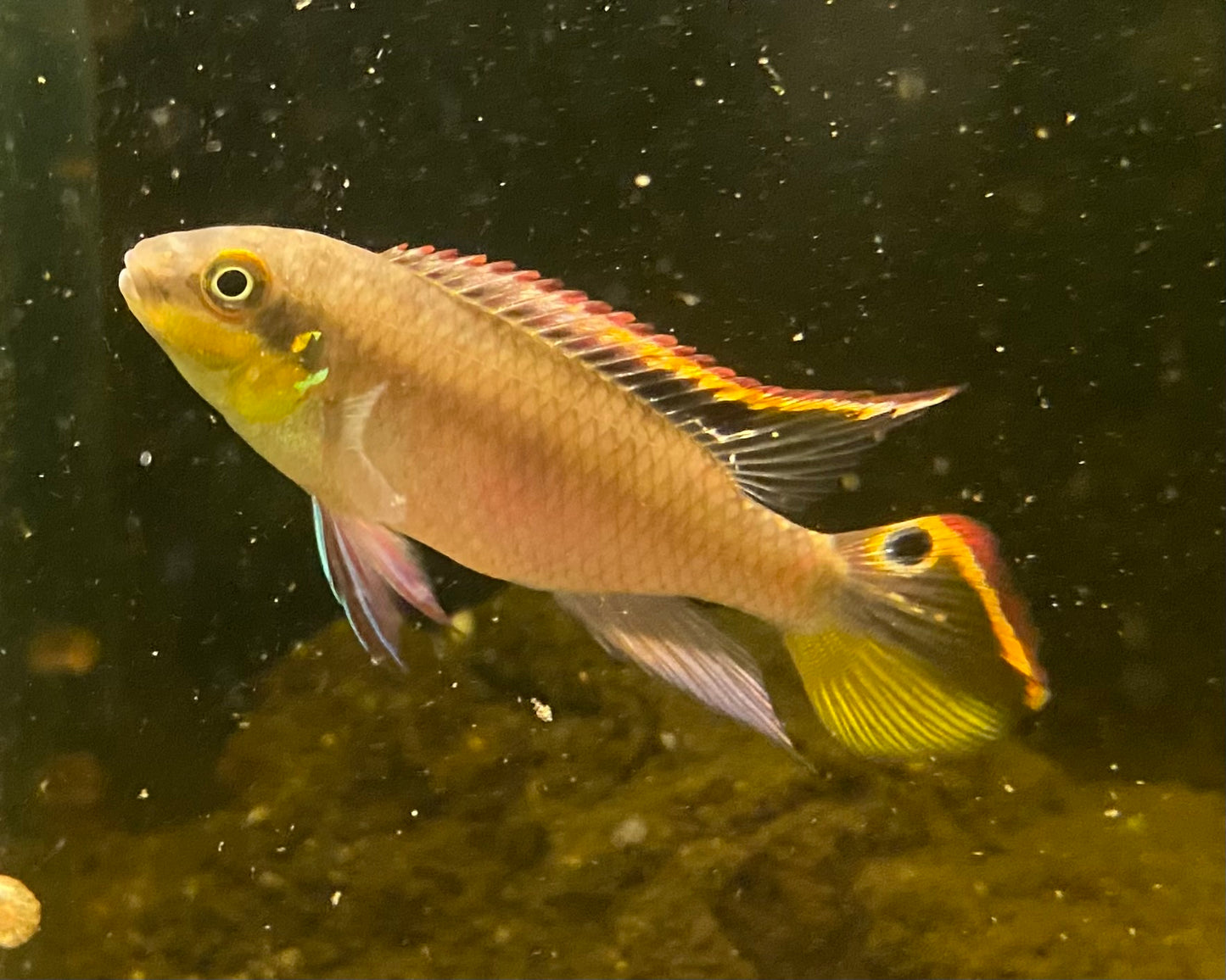F2 Kribensis,  Pelvicachromis pulcher