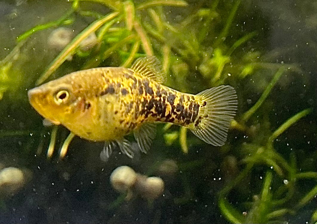 Catemaco livebearer, Xiphophorus melleri