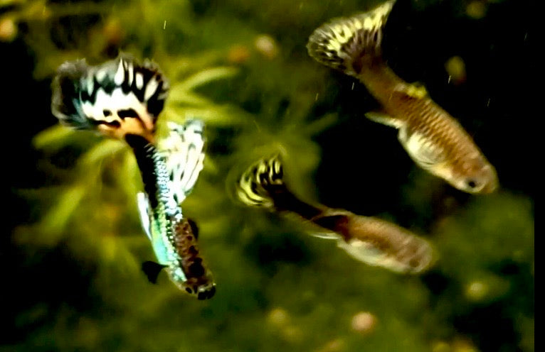 Fancy Dragon Mosaic Guppy