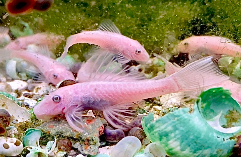 Snow White Pleco