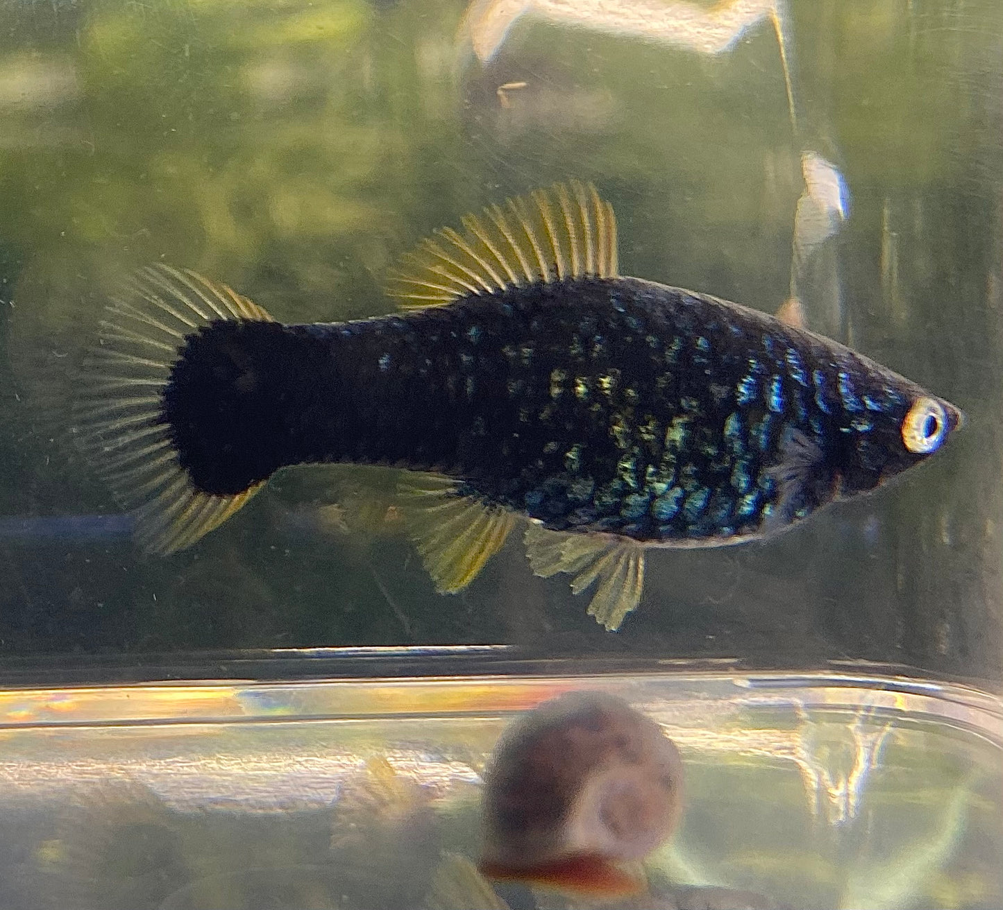 X. Helleri,  Black Swordtail