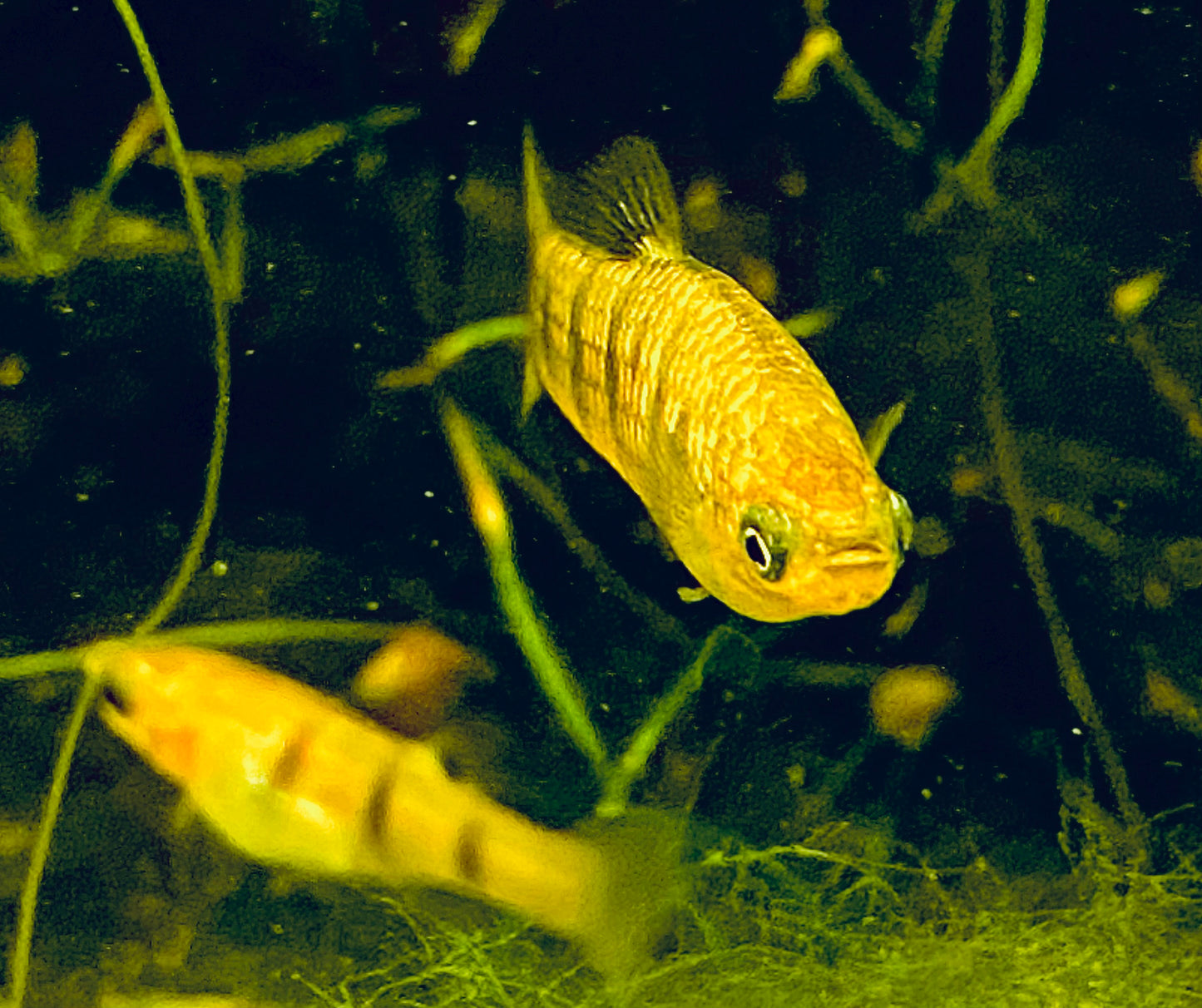 (Critically Endangered)  Tiger Limia (Limia islai)