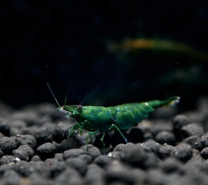 Green Jade, Neocardina