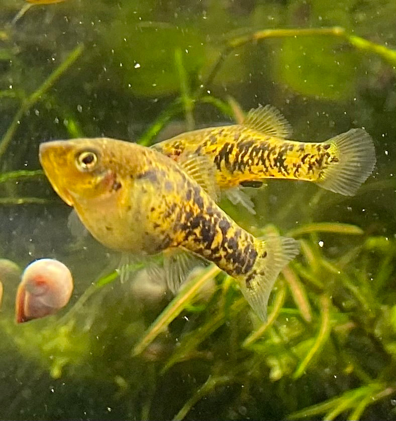 Catemaco livebearer, Xiphophorus melleri