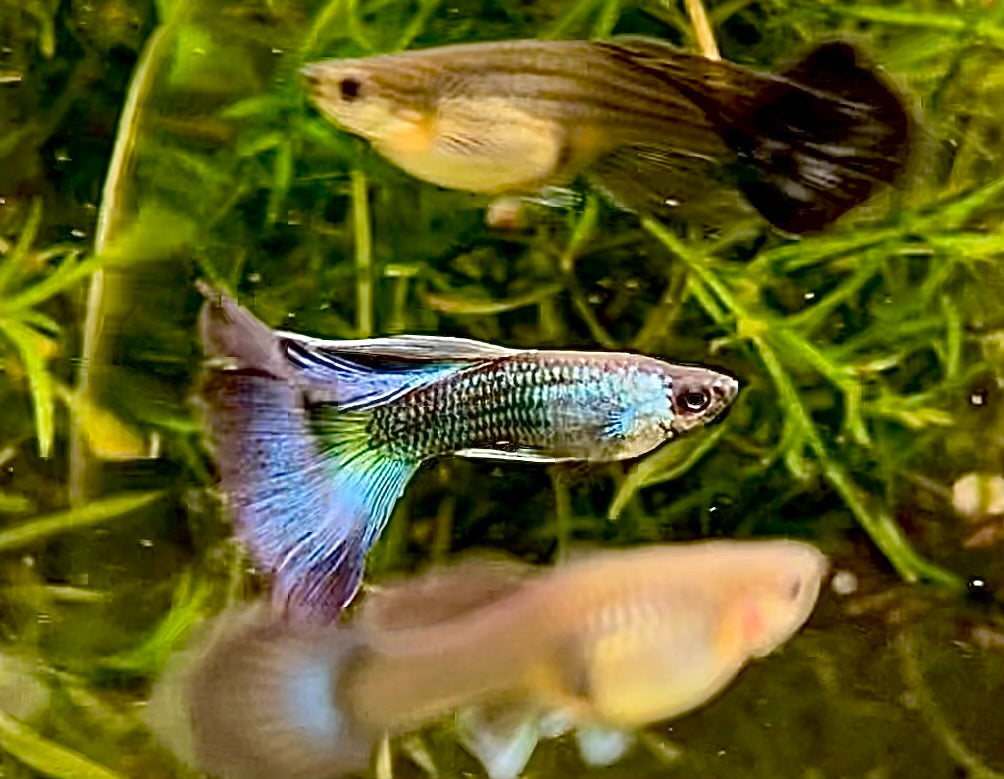 Blue / Green Moscow Delta