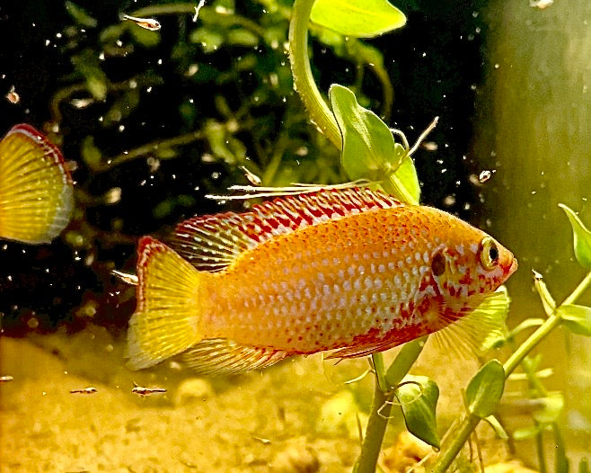 Golden Turquoise Jewel Cichlids