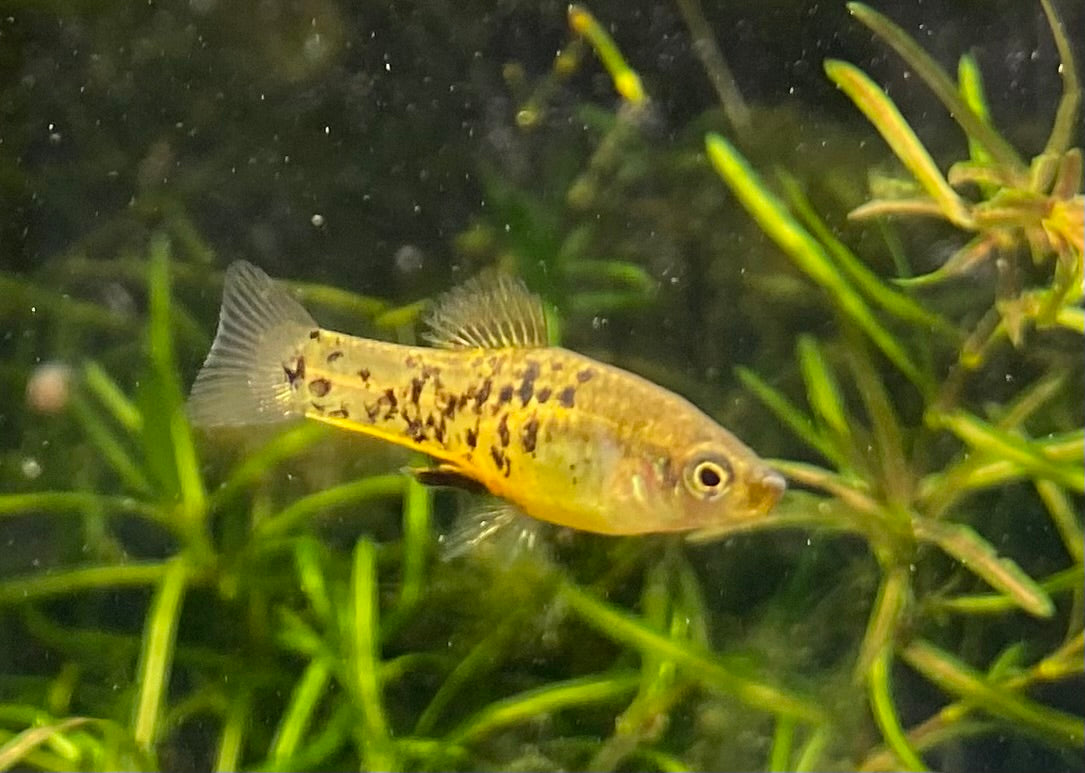 Catemaco livebearer, Xiphophorus melleri