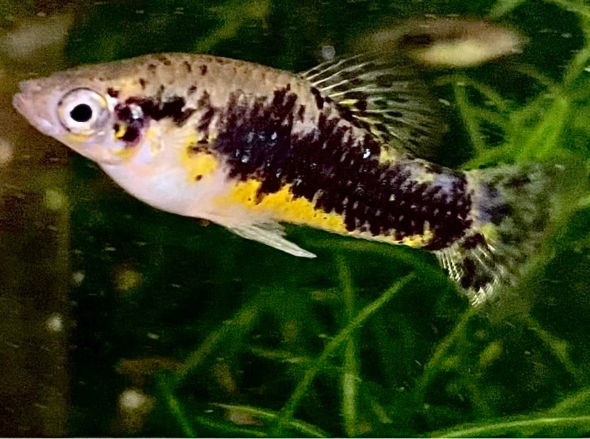 Cuban Banded Limia,  Limia vittata
