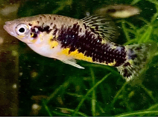 Cuban Banded Limia,  Limia vittata